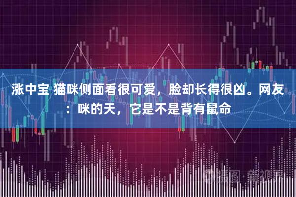 涨中宝 猫咪侧面看很可爱，脸却长得很凶。网友：咪的天，它是不是背有鼠命